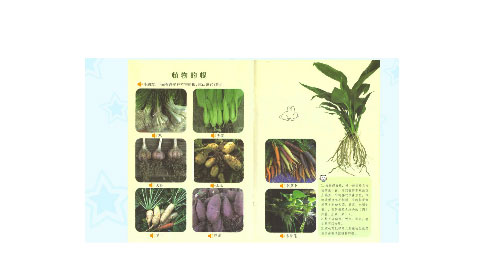植物的根