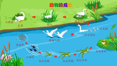动物的成长