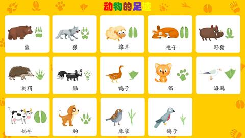 动物的足迹