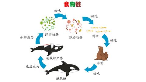 食物链