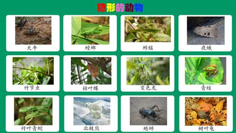隐形的动物