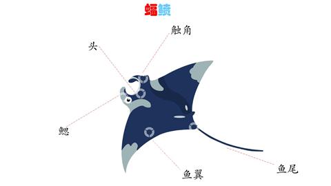 蝠鲼
