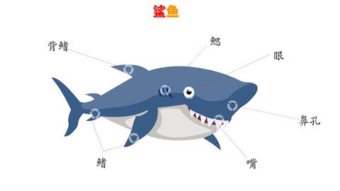 鲨鱼