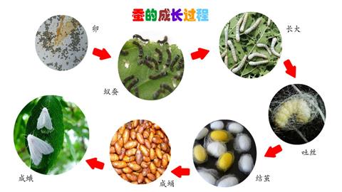蚕的成长过程