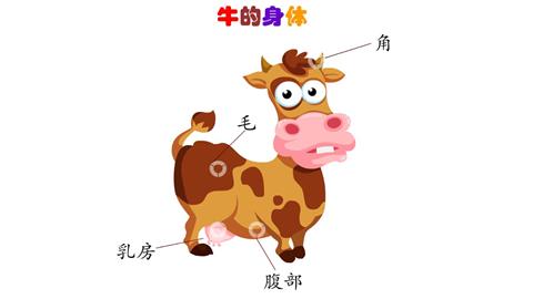 牛的身体