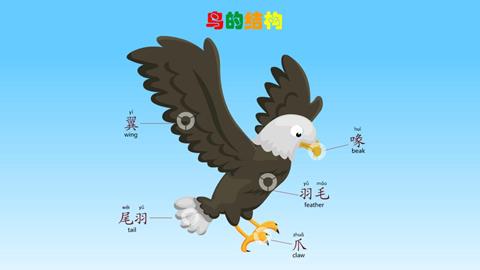 鹰的结构
