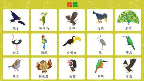 鸟类