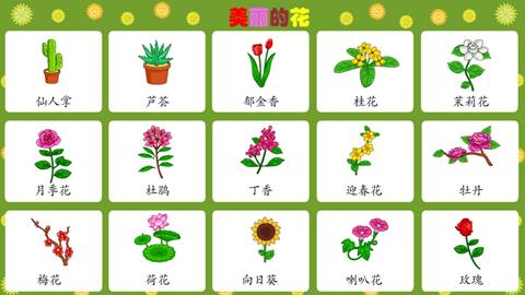 美丽的花