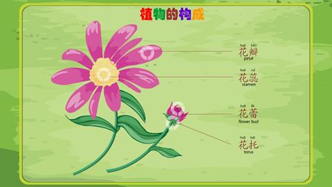 植物的构成