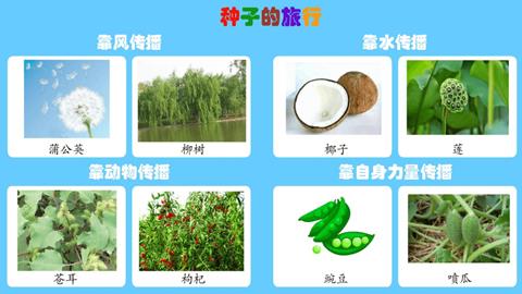 种子的旅行