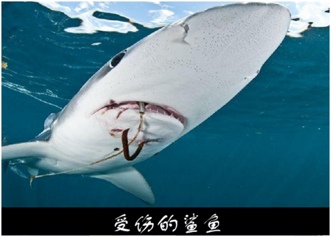 海洋动物4.png