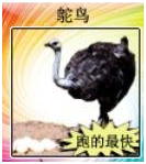 鸟类大世界.png